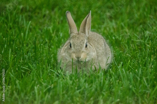 Baby bunny caught eating lawn grass. © Benjamin M. Weilert