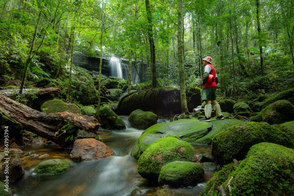 Beautiful forest waterfall thailand - The jungle green tree and plant detail nature in the rain forest with moss fern on the rock and trees water streams waterfalls flowing from the mountains