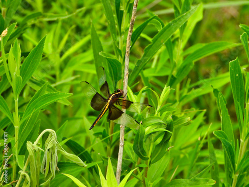 Saddlebag Dragonfly in Yellow and Black A Side View Holding onto to Stem Among Vibrant Green Leaves and Foliage on Sunny Summer Day
