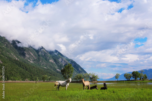 Four horses of different colors: white, gray, brown and black graze among the Altai mountains © Anna_Barynina