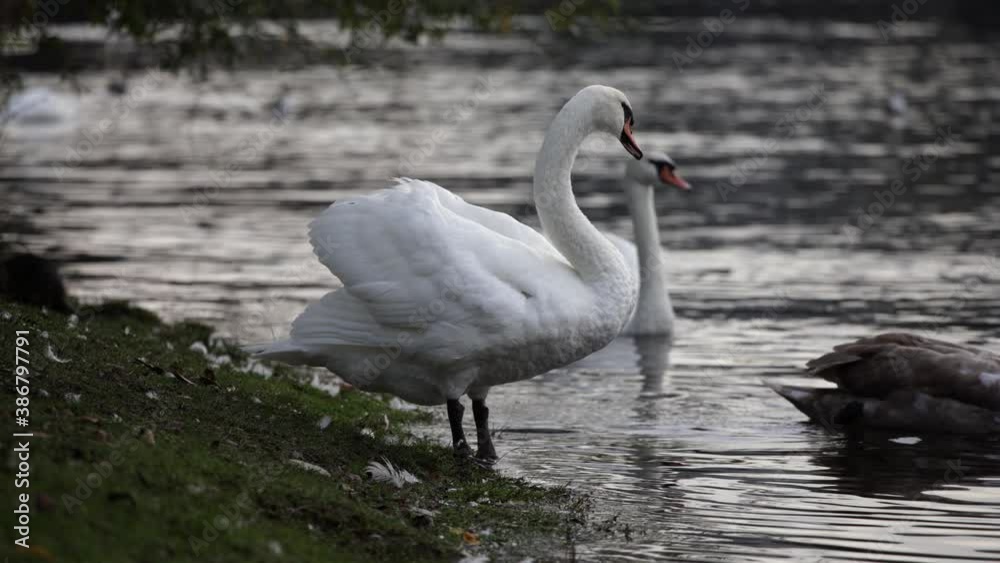 wild swan with white feathers long neck and orange beak waving its wings on the bank of the Vltava river in the center of Prague wild swan with white feathers long neck and orange beak waving its wings on the bank of the Vltava river in the center of Prague