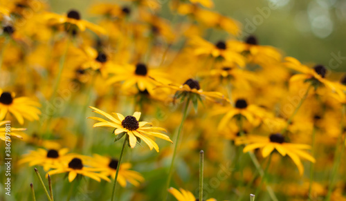 close up of Flowers with colorful background