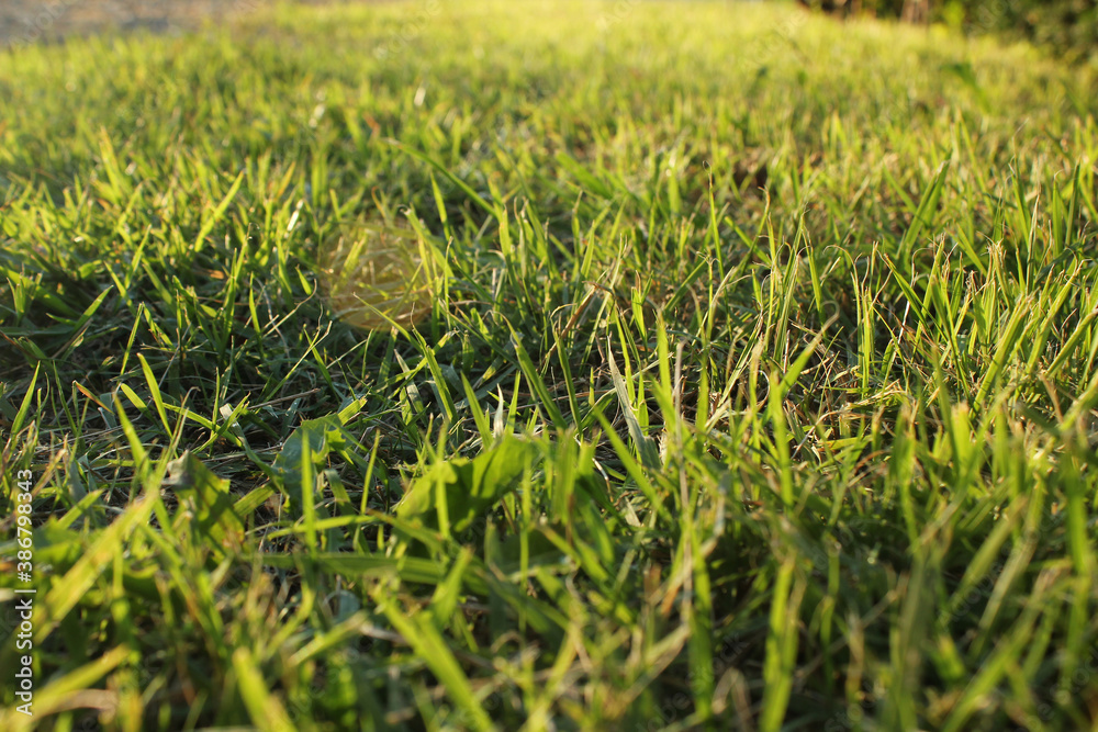 Grass background closeup photo