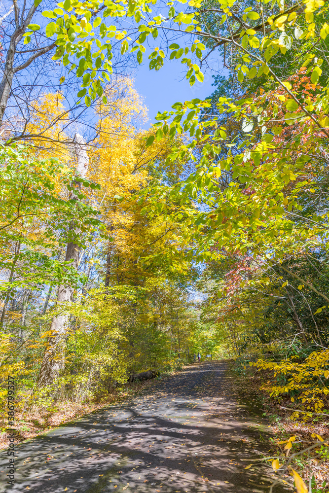 Autumn forest yellow and red leaves view. Autumn leaves ground. Autumn forest road landscape. Autumn leaves road view