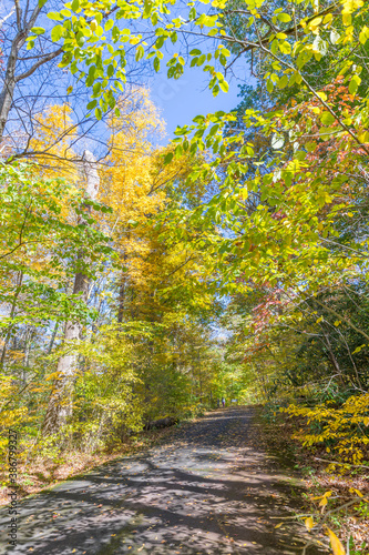 Autumn forest yellow and red leaves view. Autumn leaves ground. Autumn forest road landscape. Autumn leaves road view