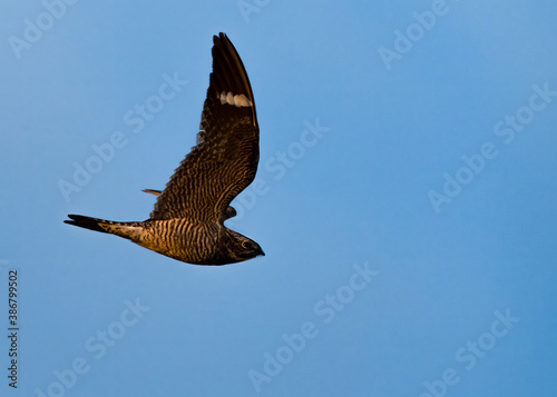 A common nighthawk searches for flying insects in Wyoming's evening sky. photo