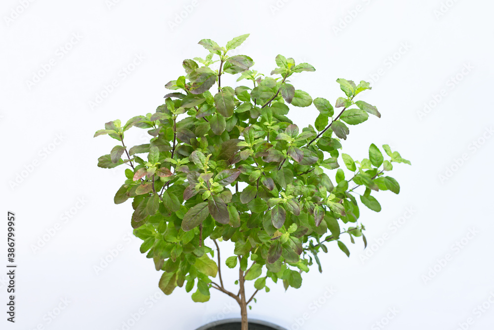 Obraz premium Holy Basil plant on white background.