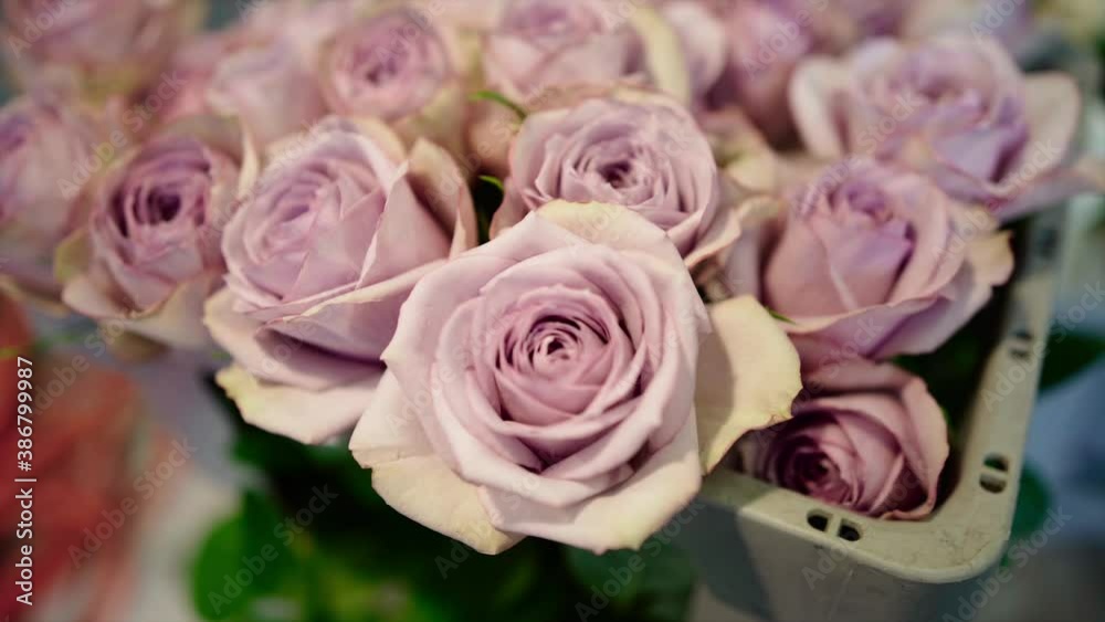 a bunch of mauve flowers closeup a bunch of mauve flowers closeup
