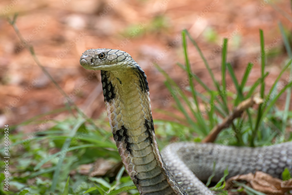 Fototapeta premium Angry king cobra in attack position