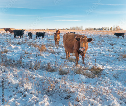 cows in the snow © Phil & Karen Rispin