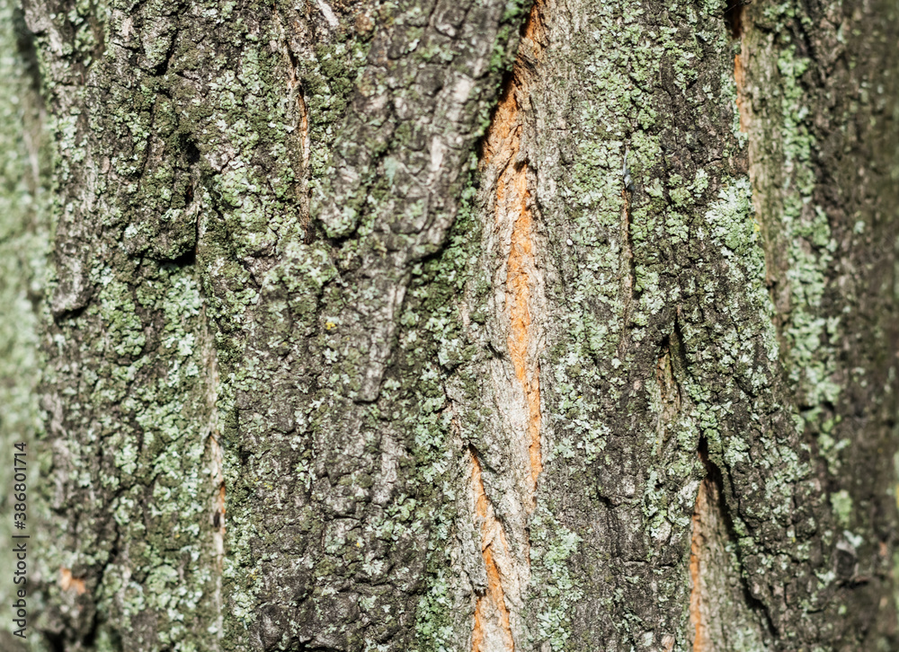 brown and gray bark of an old tree covered with green moss in an autumn fall park after rain.
