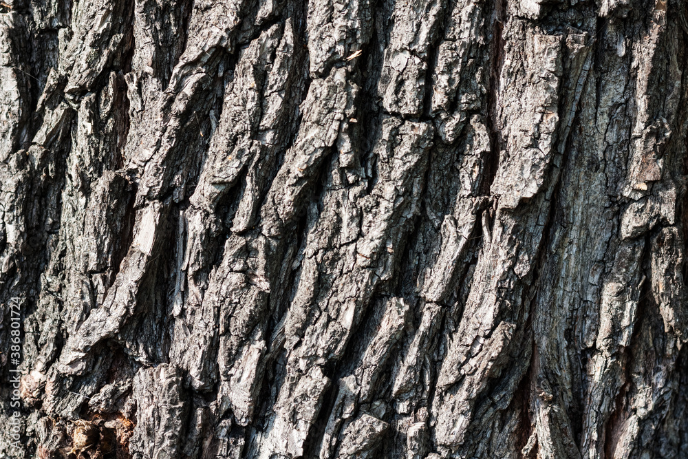 brown and gray bark of an old tree in an autumn fall park. brown and gray bark of an old tree in an autumn fall park.