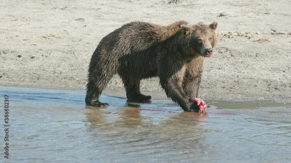 Brown bear eating a caught salmon, Kamchatka, Russia, 4k Brown bear eating a caught salmon, Kamchatka, Russia, 4k