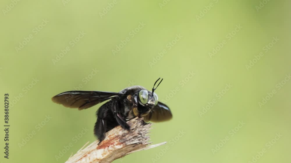 closeup view of a carpenter bee in nature