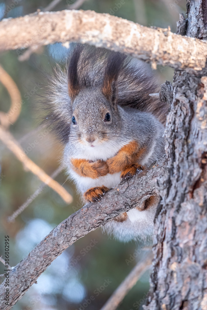 The squirrel sits on a fir branches in the winter or autumn The squirrel sits on a fir branches in the winter or autumn