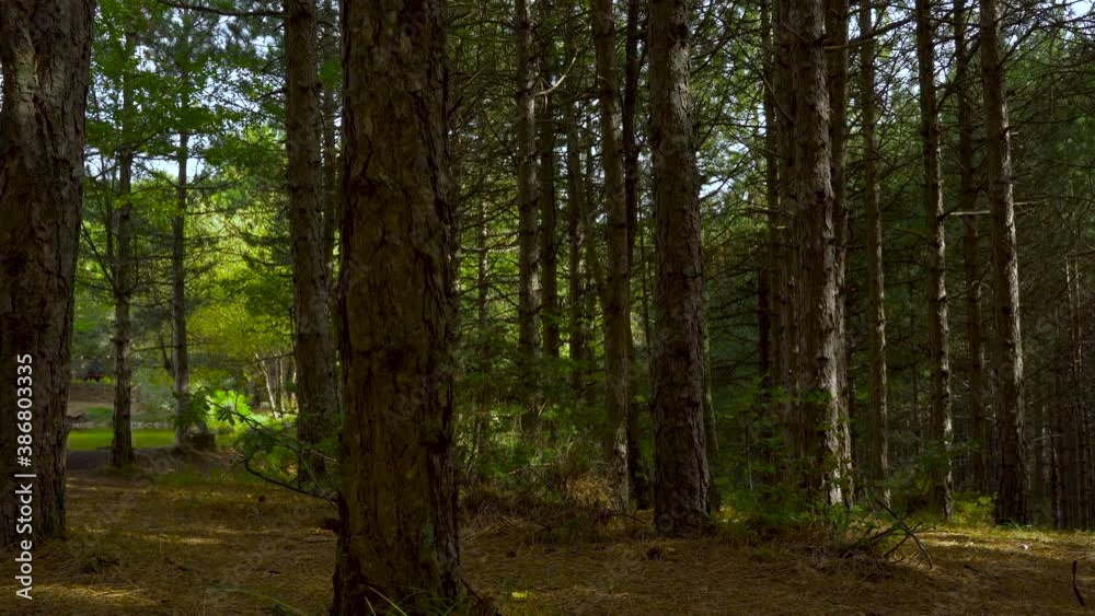 Dark pine forest with old trunks and alpine hotel located near small mountain lake Dark pine forest with old trunks and alpine hotel located near small mountain lake
