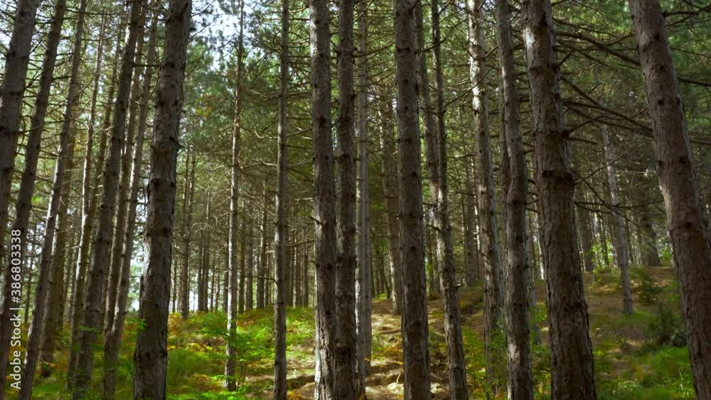Ferns and bushes inside mystery mountain forest with pine trees seen from below Ferns and bushes inside mystery mountain forest with pine trees seen from below