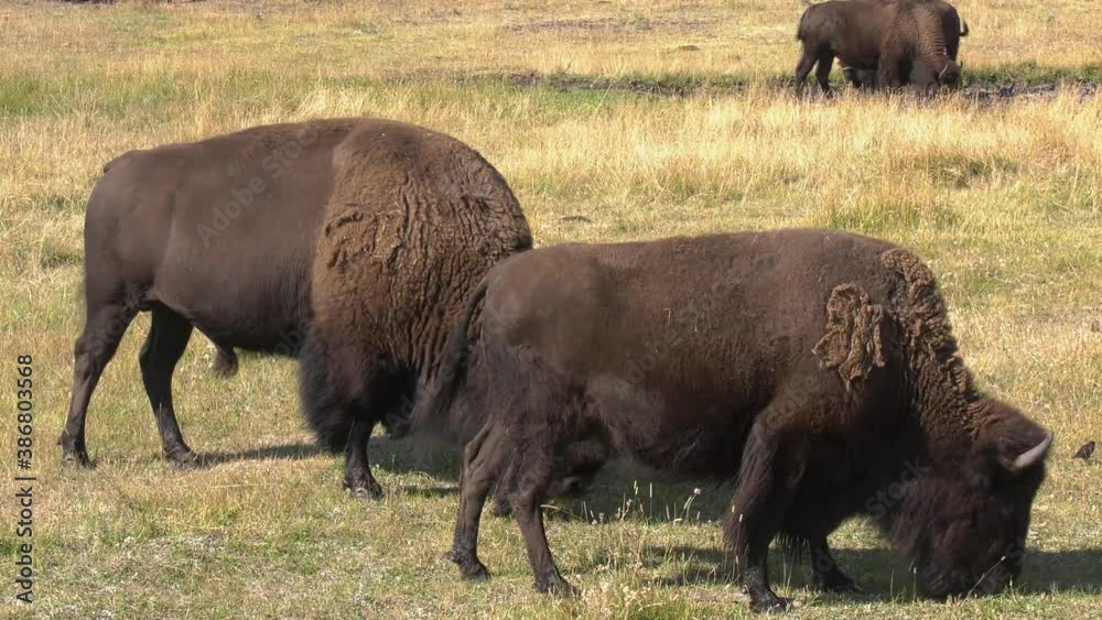 Bison grazing in a meadow Bison grazing in a meadow