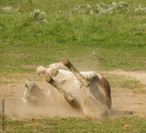 Donkey rolling in dirt with dust cloud and all four feet in the air on small farm humorous legs up in the air photo