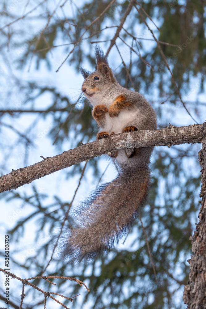 The squirrel with great tail sits on a fir branches in the winter or autumn The squirrel with great tail sits on a fir branches in the winter or autumn