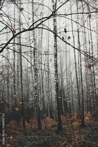 Wallpaper Mural Birch trees in misty forest, winter Torontodigital.ca
