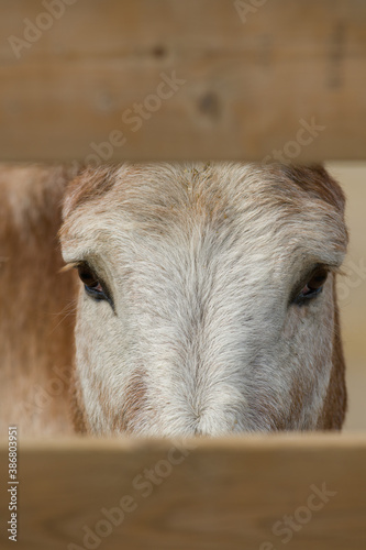 close up of donkey face and eyes staring through wooden fence straight at camera with clear eyes on small rural farm in ontario canada photo