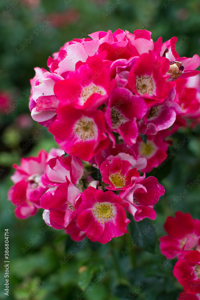 Fototapeta premium Lovely Flowers