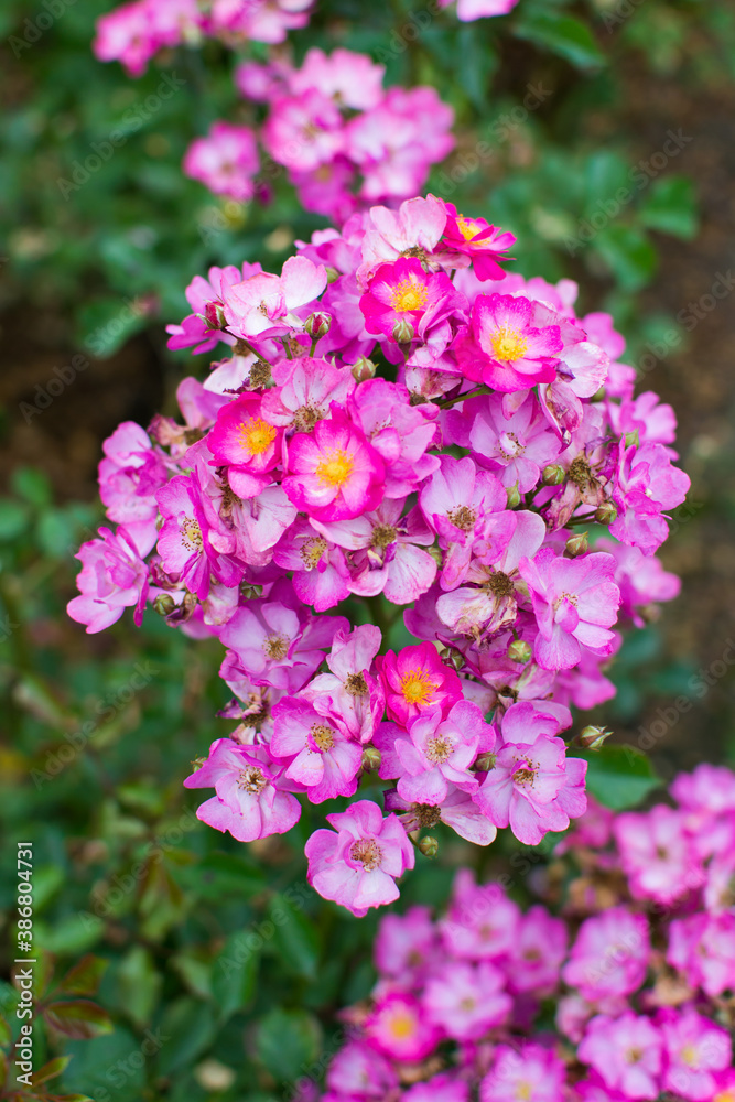Lovely Flowers Lovely Flowers