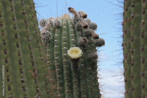 Exotic flora. Closeup view of giant cactus, Echinopsis atacamensis, commonly known as Cardon, long thorns, buds and beautiful flower of white and yellow petals, blooming in the desert.  photo