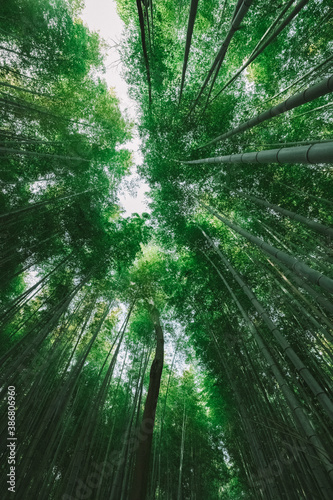 竹林 竹 京都 日本