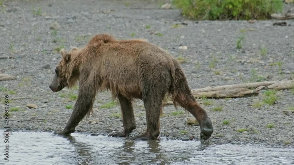 Sick thin brown bear fishes in the river, 4k Sick thin brown bear fishes in the river, 4k