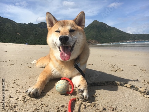 Happy Shiba Inu by the beach