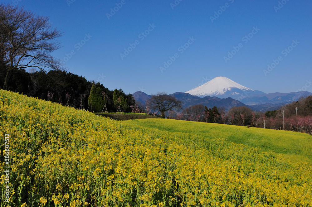菜の花畑と富士山