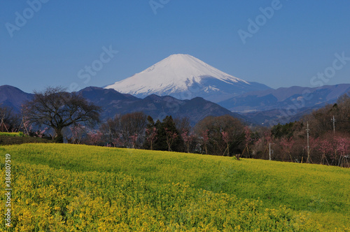 菜の花畑と富士山