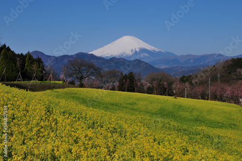 菜の花畑と富士山