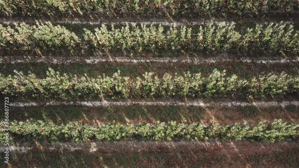 Top down shot at apple trees in Similkameen valley orchard. Aerial shot. Top down shot at apple trees in Similkameen valley orchard. Aerial shot.
