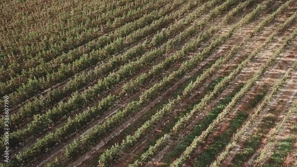 Flying close above apple trees in Similkameen valley orchard. Aerial shot. Flying close above apple trees in Similkameen valley orchard. Aerial shot.