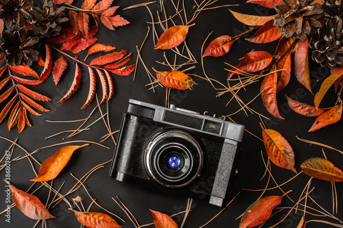 Retro photo camera on black background with red fall rowan and cherry leaves, pine cones and needles