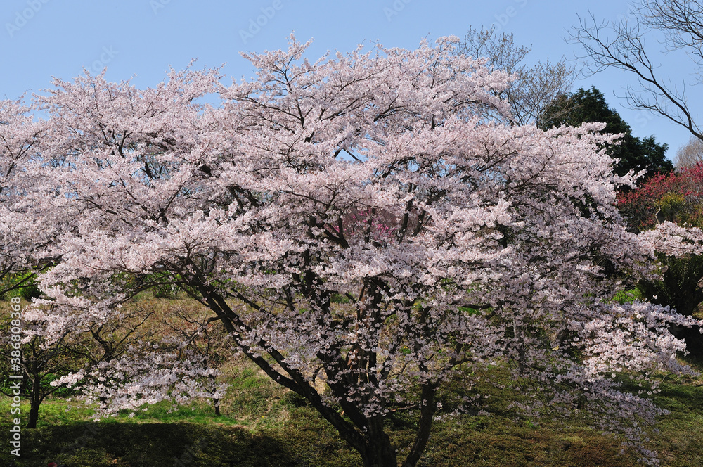 桜