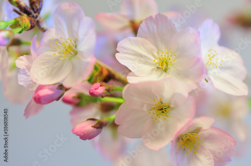 Fototapeta Naklejka Na Ścianę i Meble -  盆栽の桜