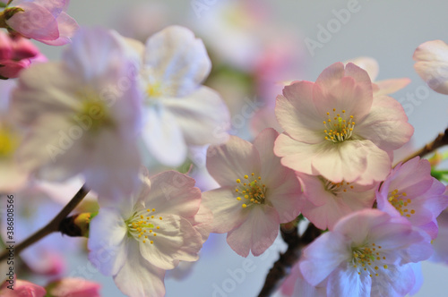 盆栽の桜