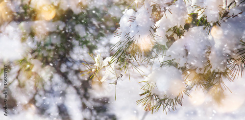 Happy New Year and Merry Christmas Background with Snow Pine Branches. Winter Natural Holiday Landscape with trees and golden bokeh lights. Banner with Copy Space