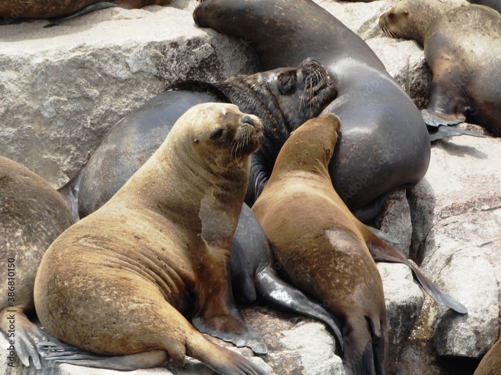 Fototapeta premium sea lion on the beach