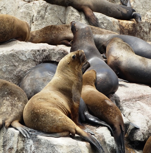 island sea lions