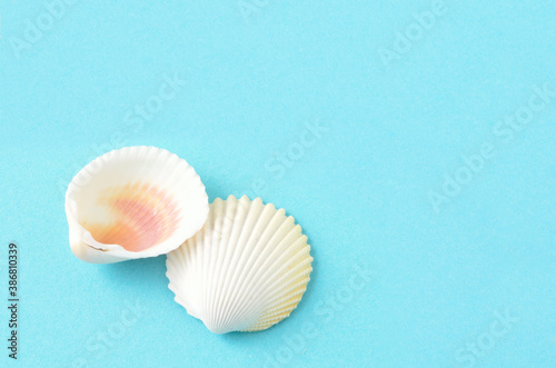 青背景で撮った貝殻