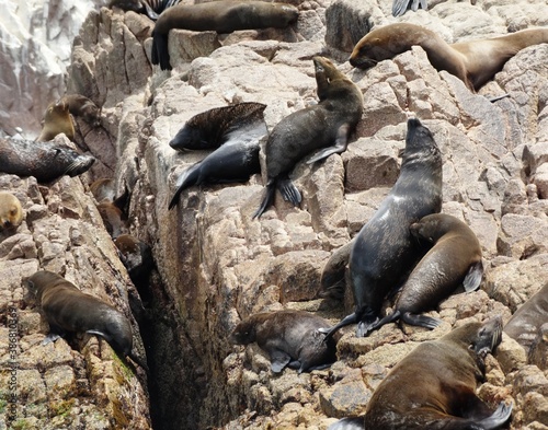 Sea lions climbing cliff