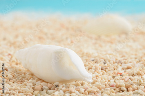 海砂の上の貝殻 © Paylessimages