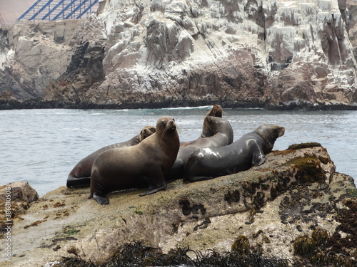 sea lion on the rocks