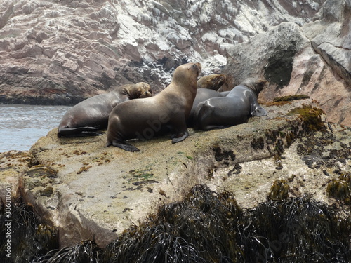 island sea lions