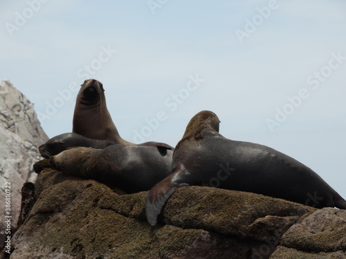 Sea lions on cliff